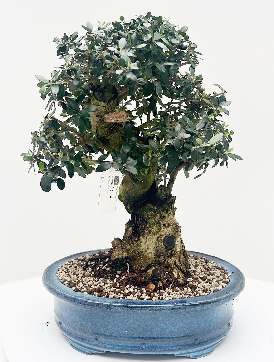 Горшечные цветы и растения оптом Olea Europaea, Pot 38cm. Height 60cm. (single Item от 1шт из Голландии с доставкой по России
