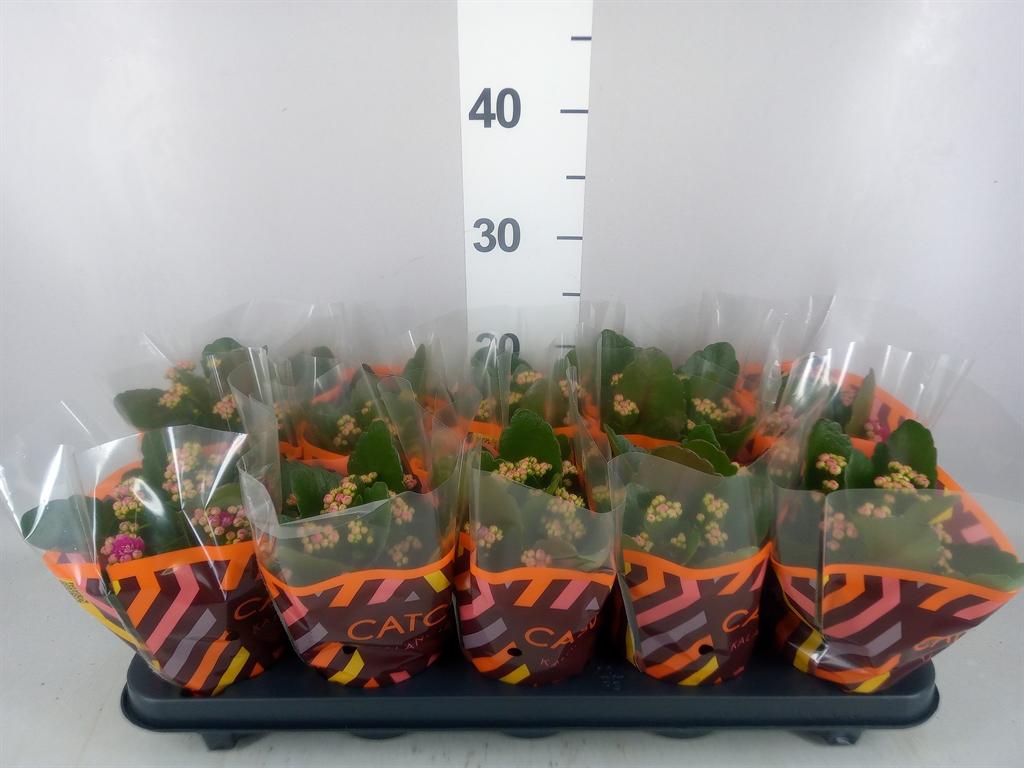 Горшечные цветы и растения оптом Kalanchoe Blos. rosdon Geraldo от 10шт из Голландии с доставкой по России