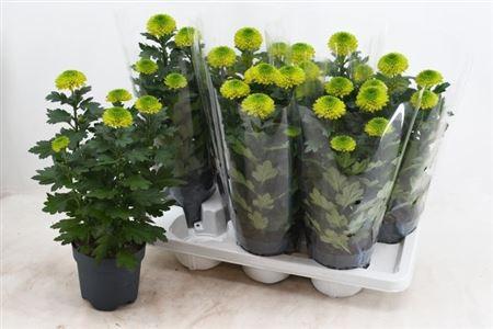 Горшечные цветы и растения оптом Chrys Fp Green от 7шт из Голландии с доставкой по России