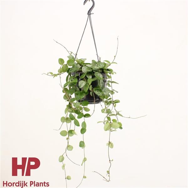 Горшечные цветы и растения оптом Hoya Mathilde Splash Hanging Pot от 7шт из Голландии с доставкой по России