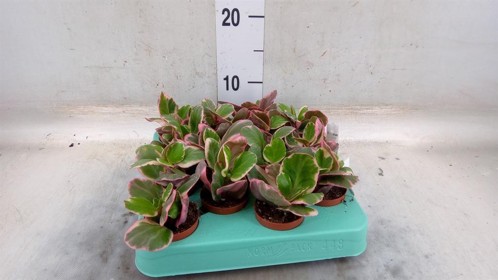 Горшечные цветы и растения оптом Kalanchoe Nf   ... от 14шт (для телеги) из Голландии с доставкой по России