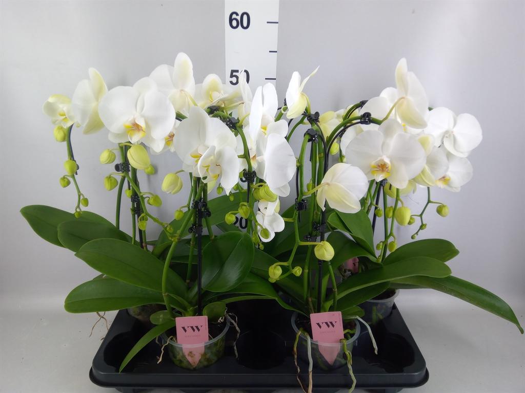 Горшечные цветы и растения оптом Phalaenopsis ant Leeds от 5шт из Голландии с доставкой по России