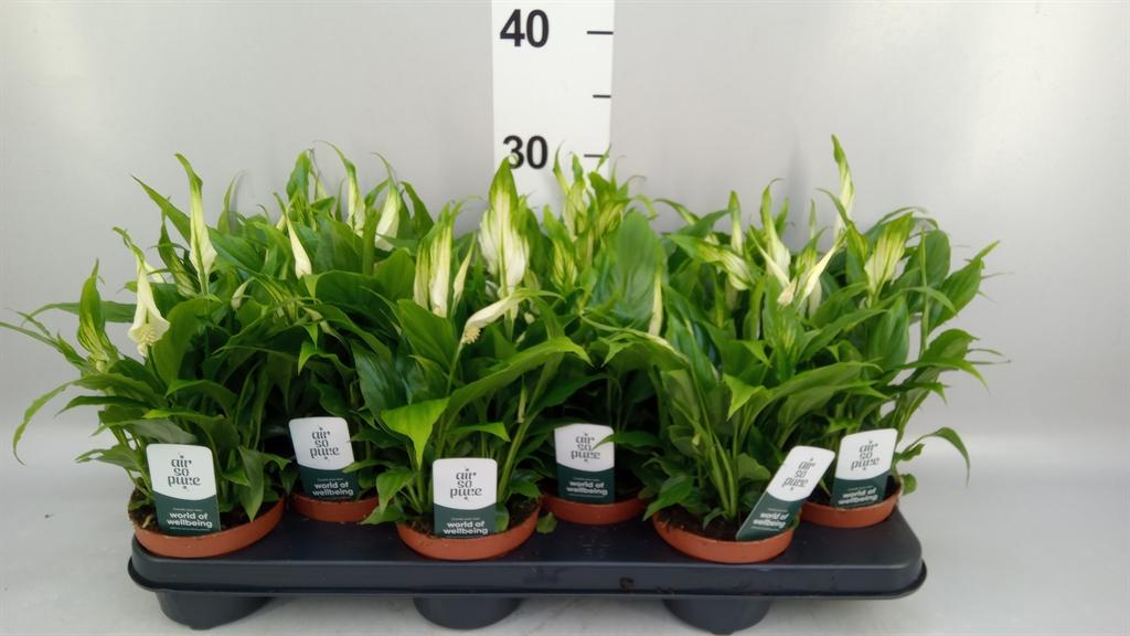 Горшечные цветы и растения оптом Spathiphyllum chopin от 12шт из Голландии с доставкой по России