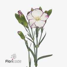 Срезанные цветы оптом Dianthus sp solomio tino от 100шт из Голландии с доставкой по России