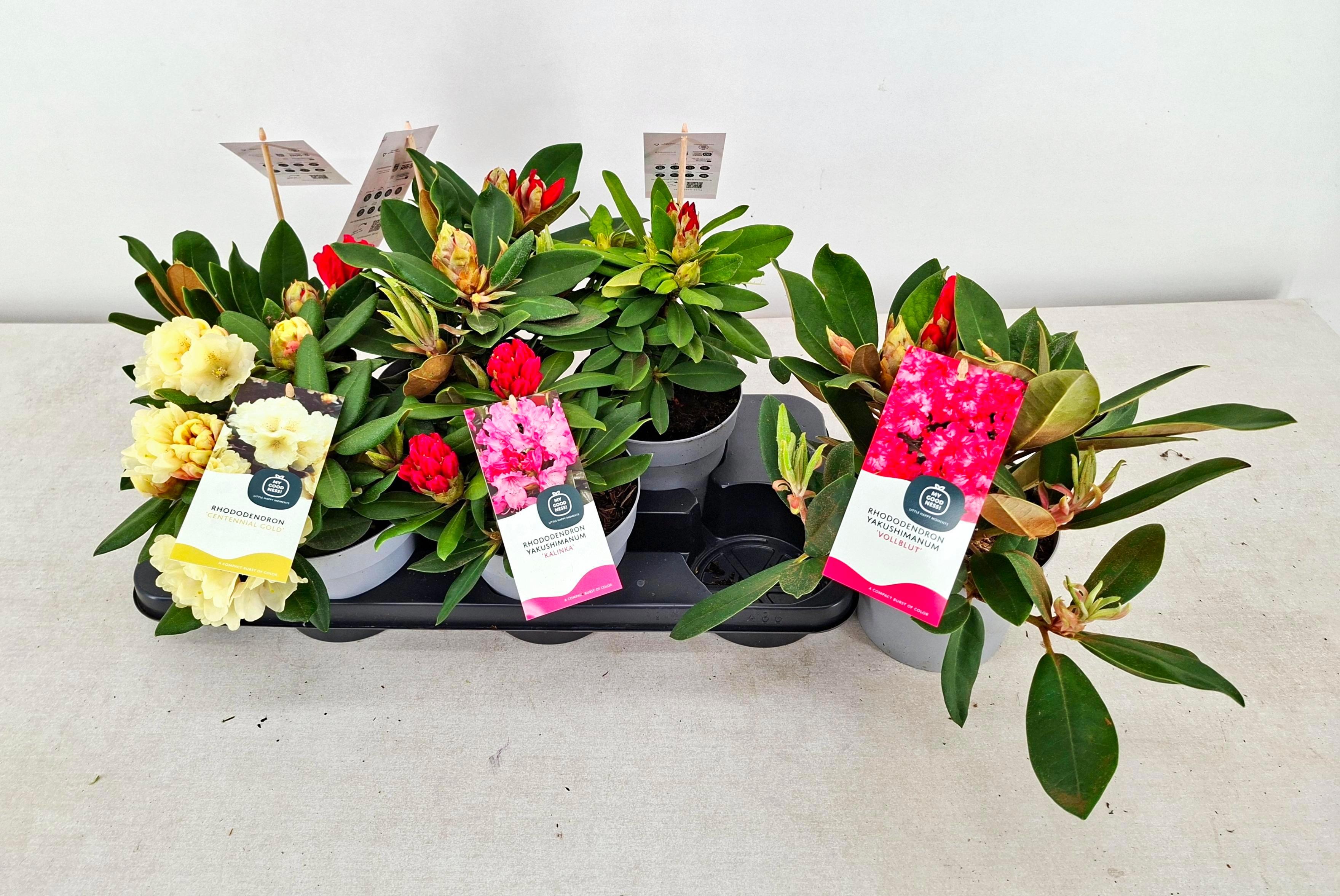 Горшечные цветы и растения оптом Rhod Ya Ov от 6шт из Голландии с доставкой по России