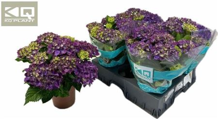 Горшечные цветы и растения оптом Hydr M Hi Ocean 7+ от 4шт из Голландии с доставкой по России