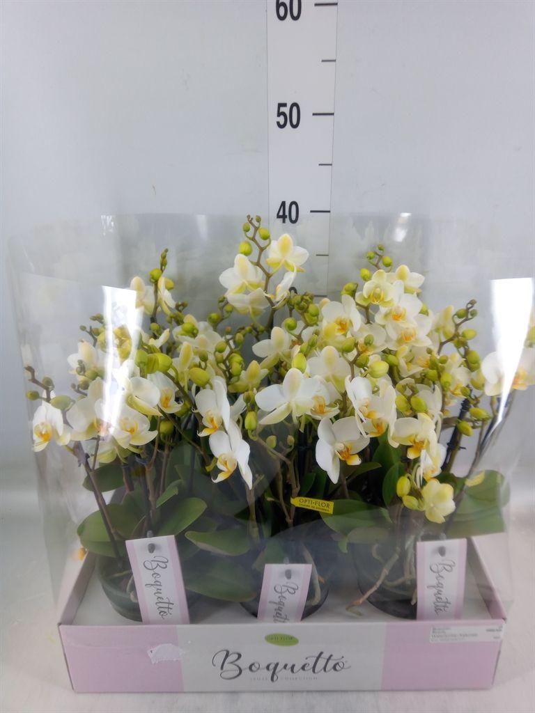 Горшечные цветы и растения оптом Phalaenopsis Multi.   ...white от 6шт из Голландии с доставкой по России
