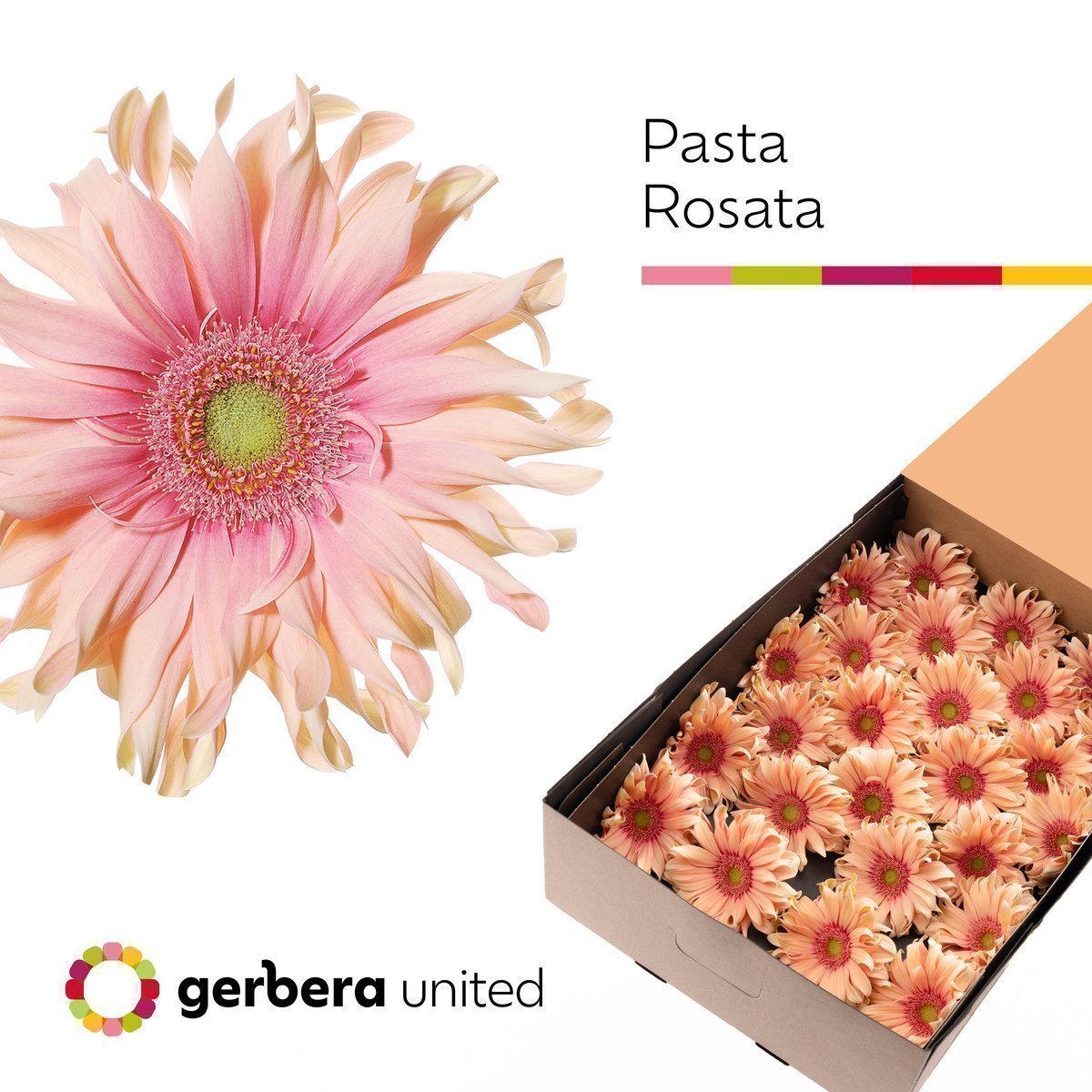 Срезанные цветы оптом Gerbera pasta rosata от 25шт из Голландии с доставкой по России