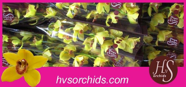 Срезанные цветы оптом Cymbidium yellow nevada от 12шт из Голландии с доставкой по России