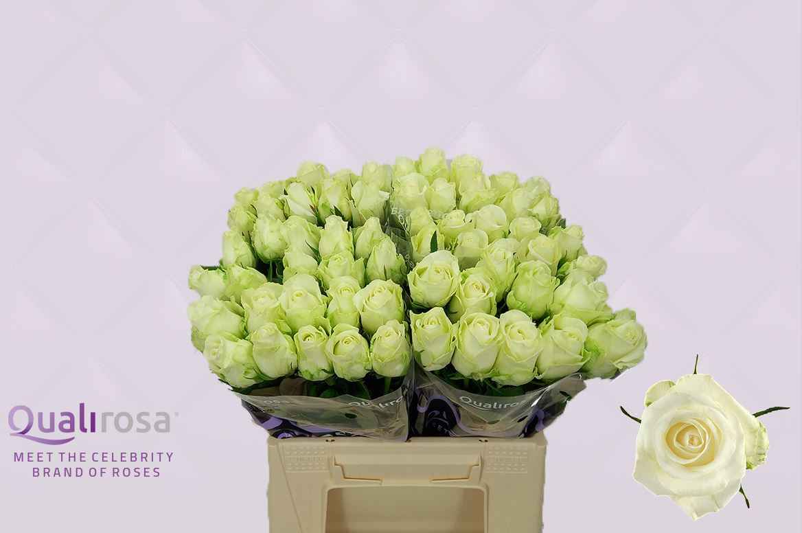 Срезанные цветы оптом Rosa la countdown от 50шт из Голландии с доставкой по России