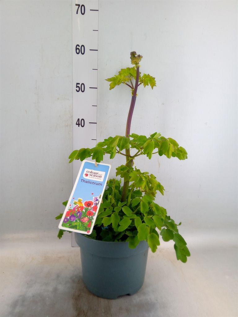 Горшечные цветы и растения оптом Thalictrum Aquileg. от 1шт из Голландии с доставкой по России