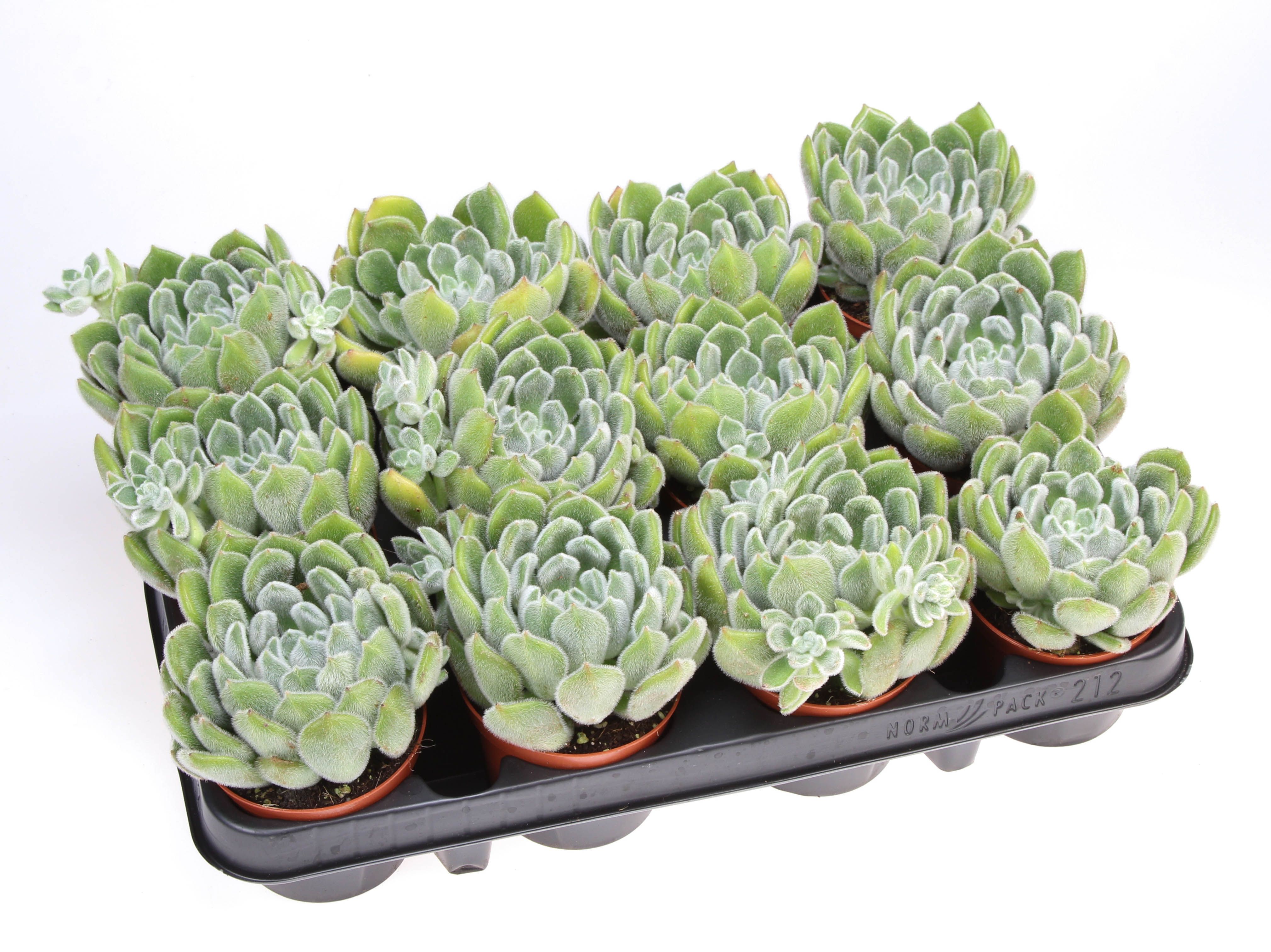 Горшечные цветы и растения оптом Echeveria Setosa от 12шт (для телеги) из Голландии с доставкой по России
