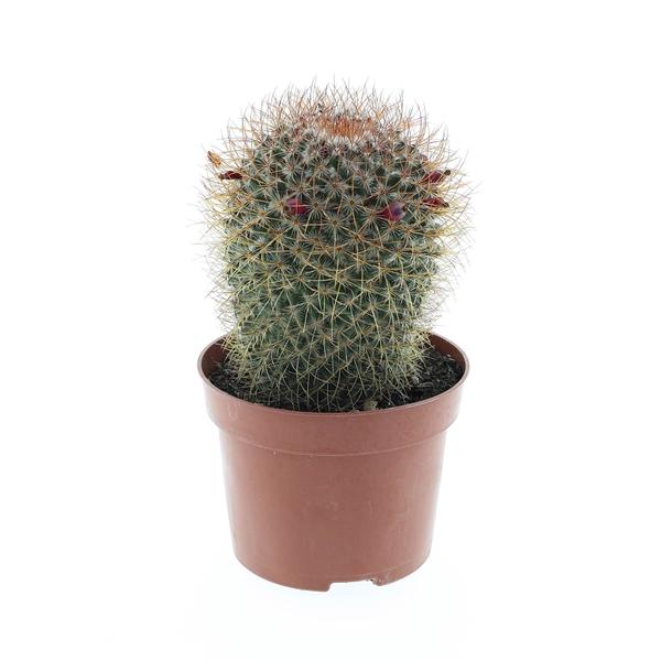 Горшечные цветы и растения оптом Mammillaria Pringley Red от 6шт из Голландии с доставкой по России