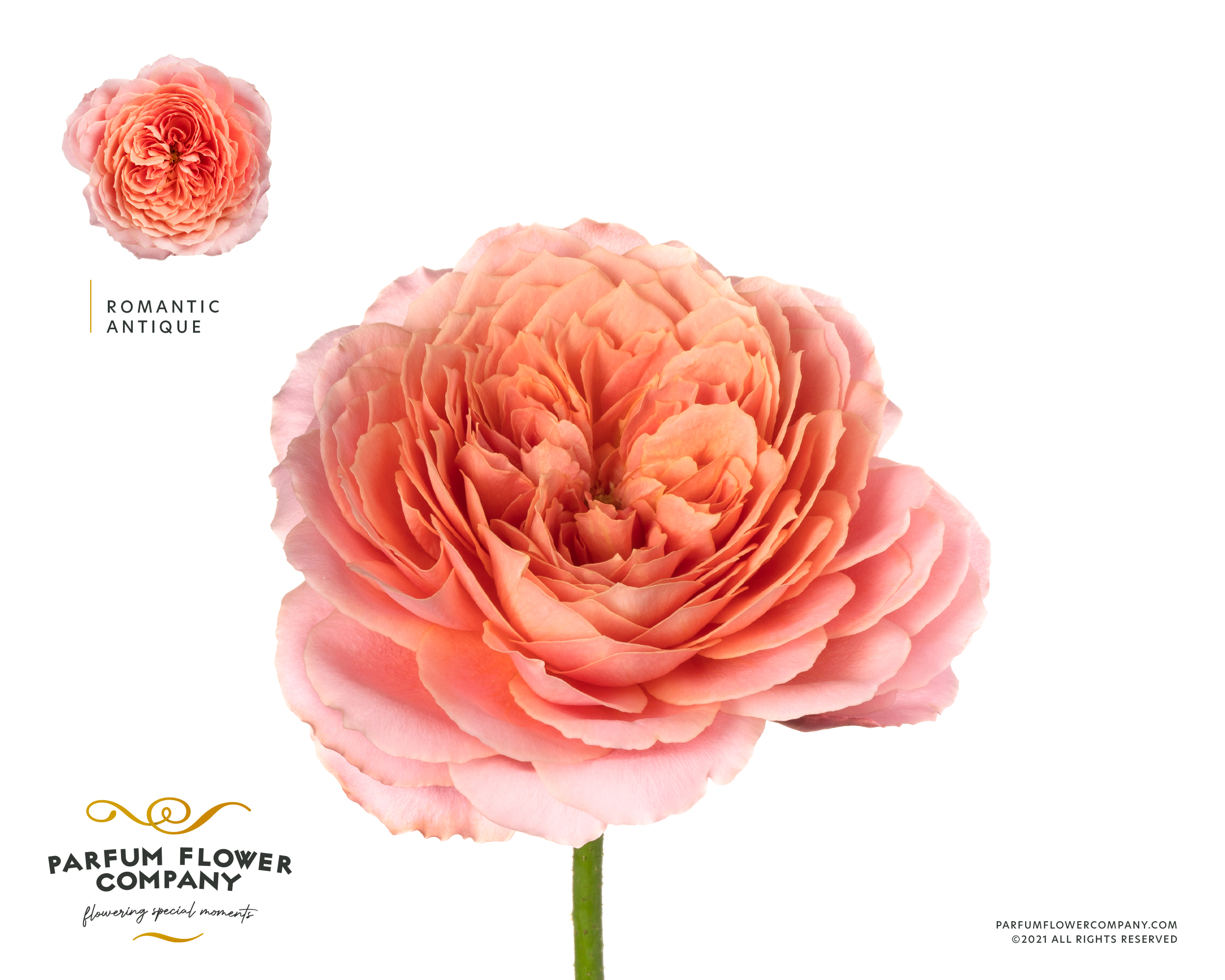 Срезанные цветы оптом Rosa garden romantic antike от 24шт. из Голландии с доставкой по России