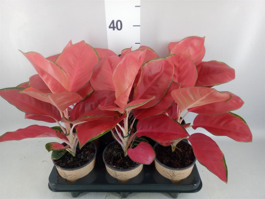 Горшечные цветы и растения оптом Aglaonema ... A от 6шт из Голландии с доставкой по России