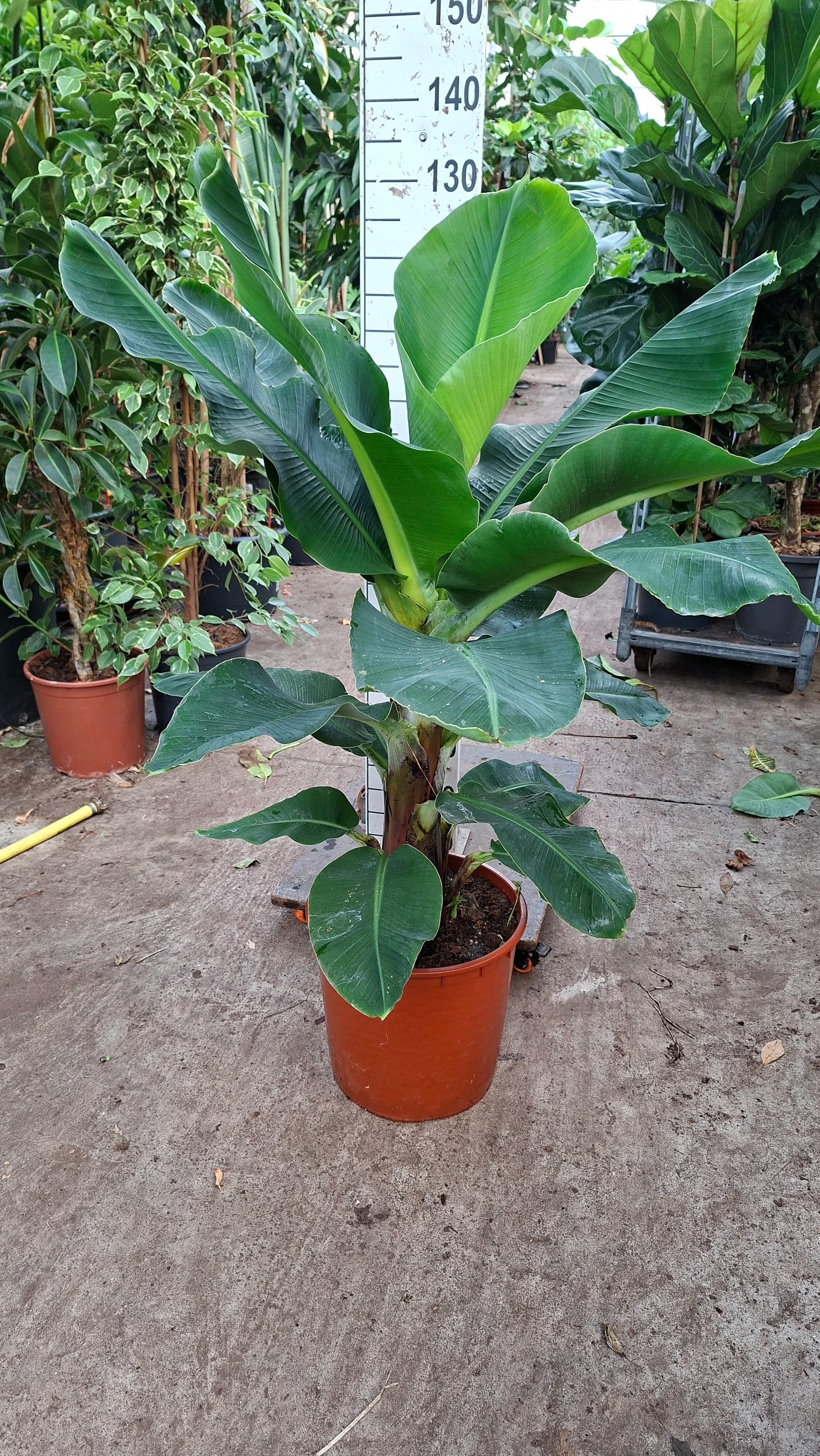 Горшечные цветы и растения оптом Musa Tropicana Xl от 1шт из Голландии с доставкой по России
