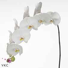 Срезанные цветы оптом Phalaenopsis sensation white (per flower) от 45шт из Голландии с доставкой по России