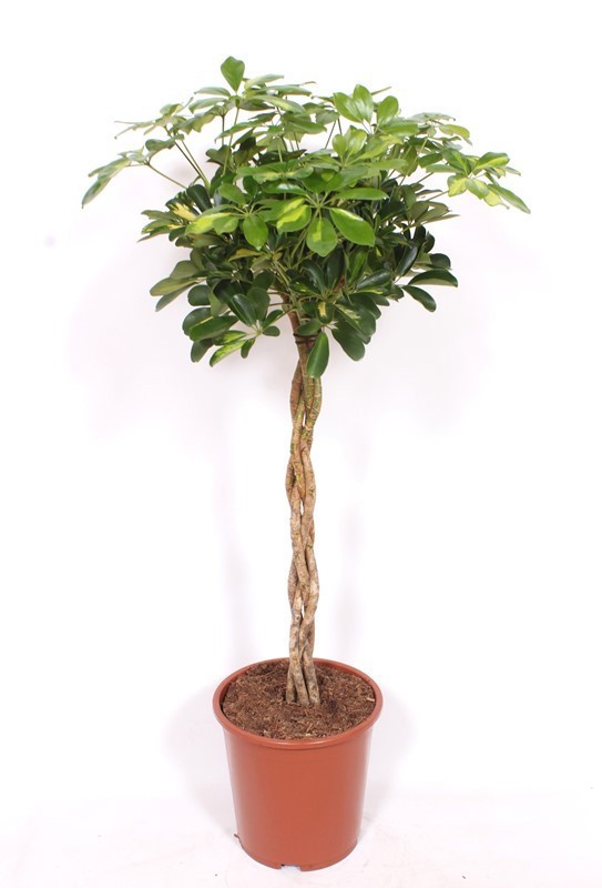 Горшечные цветы и растения оптом Schefflera Gold Capella Twisted Stem от 1шт из Голландии с доставкой по России