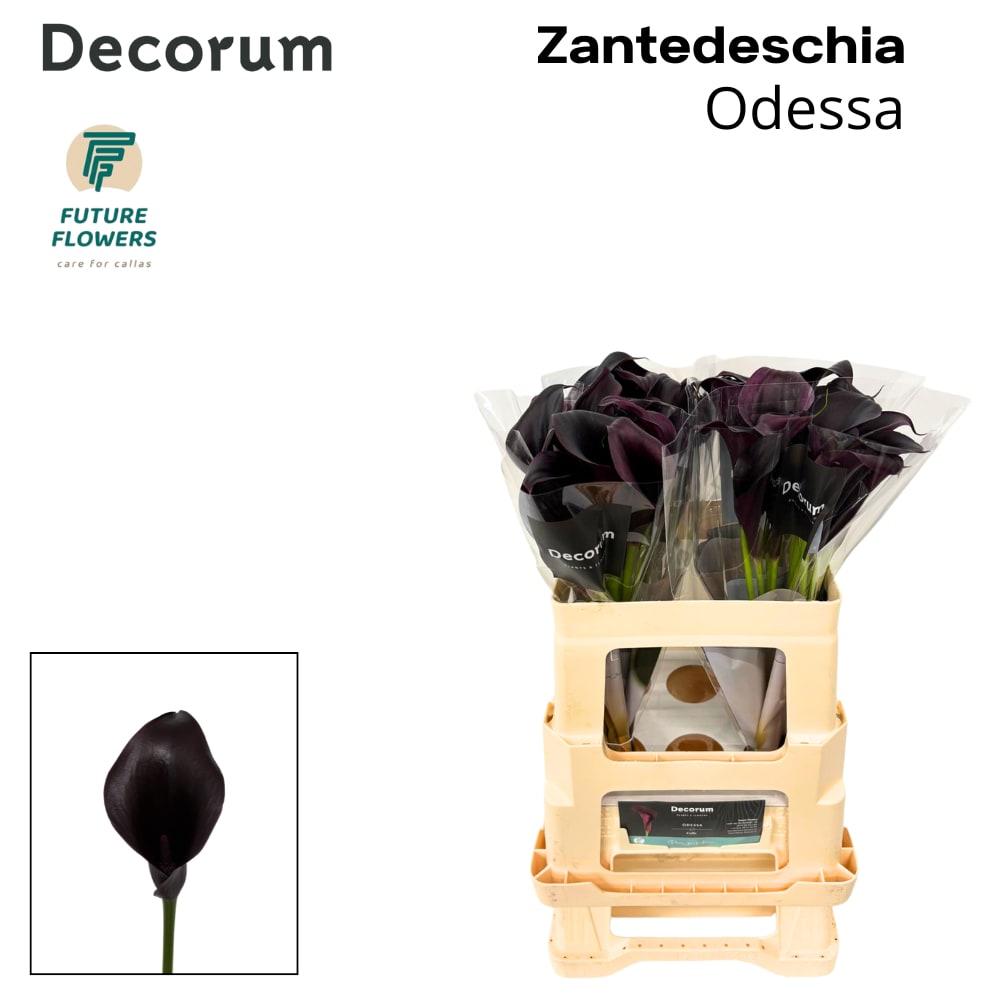 Срезанные цветы оптом Zantedeschia odessa от 40шт из Голландии с доставкой по России