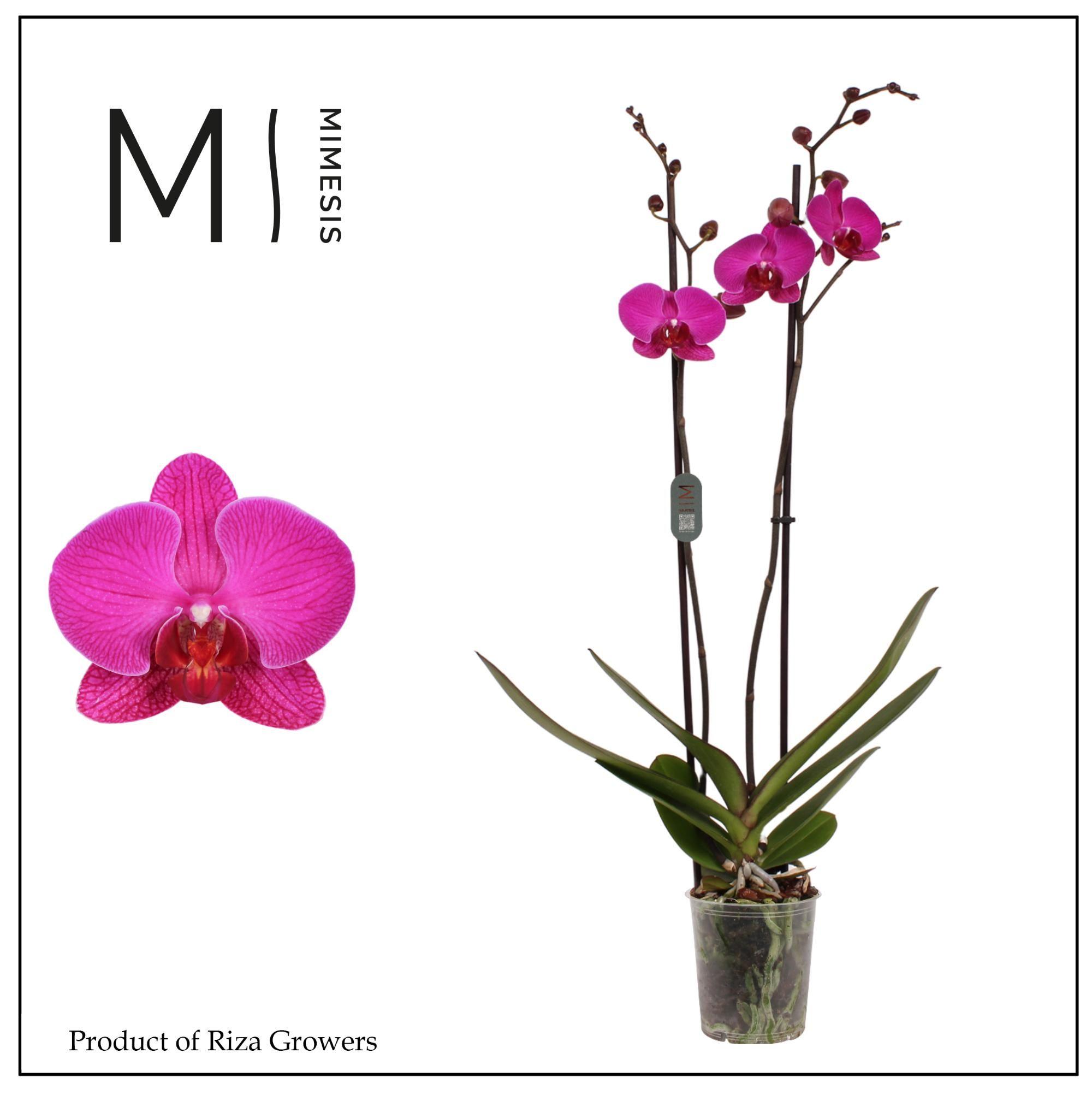 Горшечные цветы и растения оптом Phal 2st Mulberry Cake 16+ Mimesis (orchid Growers от 10шт из Голландии с доставкой по России