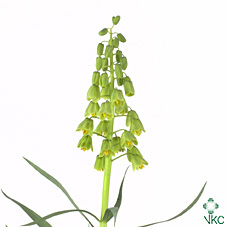 Срезанные цветы оптом Fritillaria per ivory bells от 20шт из Голландии с доставкой по России