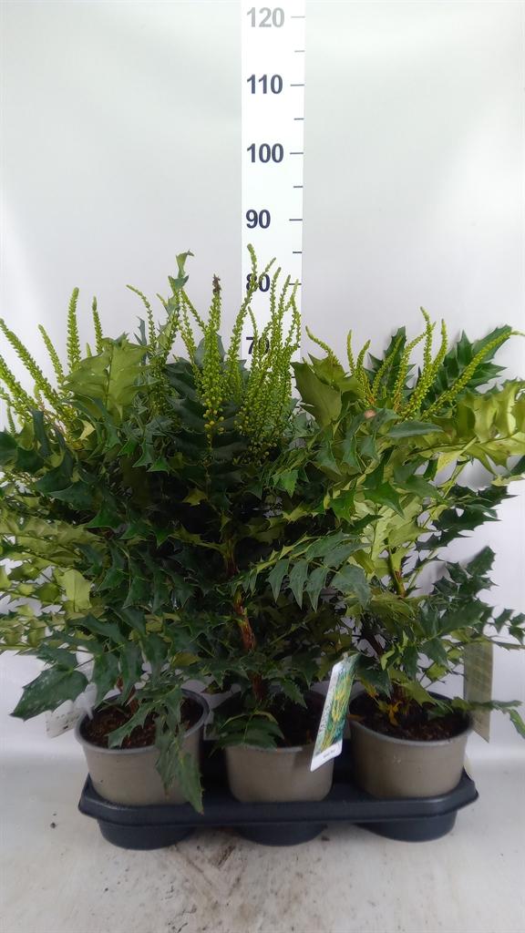 Горшечные цветы и растения оптом Mahonia Media winter Sun от 3шт из Голландии с доставкой по России