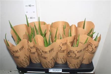 Горшечные цветы и растения оптом Aloe Vera от 12шт из Голландии с доставкой по России