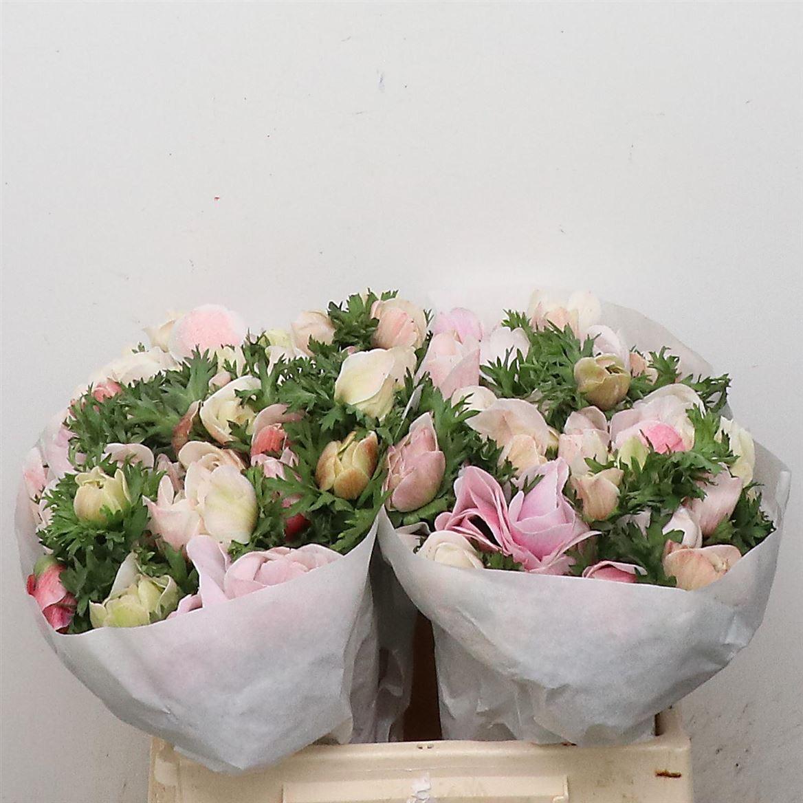 Срезанные цветы оптом Anemone mistral plus white от 100шт из Голландии с доставкой по России