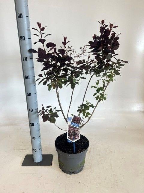 Горшечные цветы и растения оптом Coti Co Royal Purple от 1шт из Голландии с доставкой по России