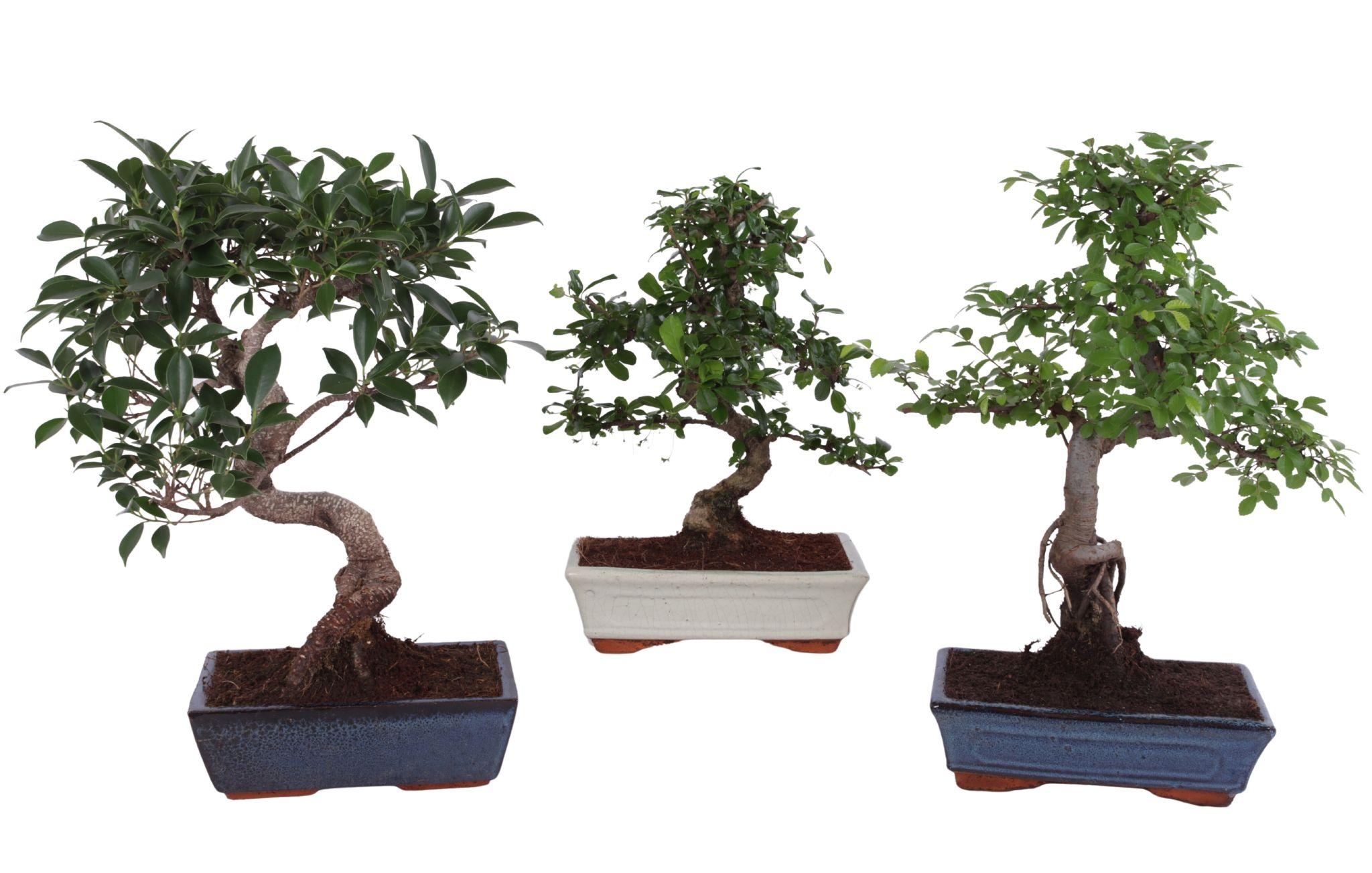 Горшечные цветы и растения оптом Bonsai Mix In Ceramic от 4шт из Голландии с доставкой по России