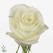 Срезанные цветы оптом Rosa la tibet! от 24шт из Голландии с доставкой по России