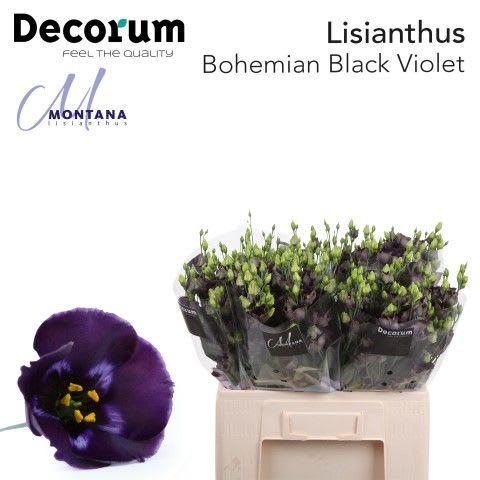 Срезанные цветы оптом Lisianthus si bohemian black violet от 20шт из Голландии с доставкой по России