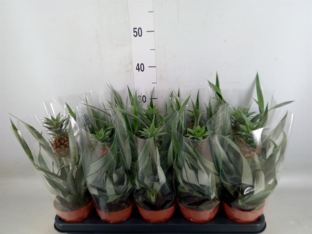 Горшечные цветы и растения оптом Ananas   ... от 10шт из Голландии с доставкой по России