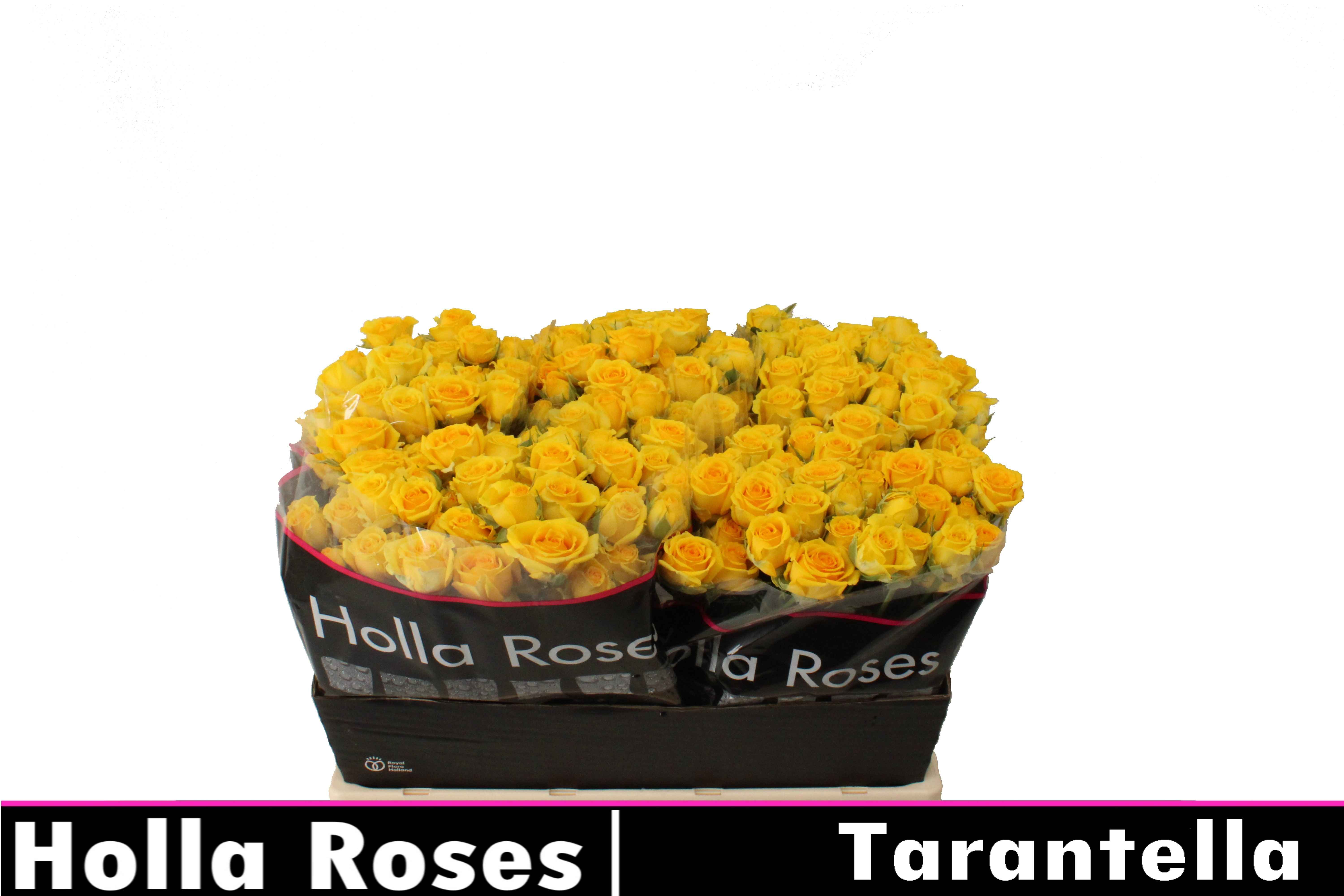 Срезанные цветы оптом Rosa sp tarantella от 40шт из Голландии с доставкой по России