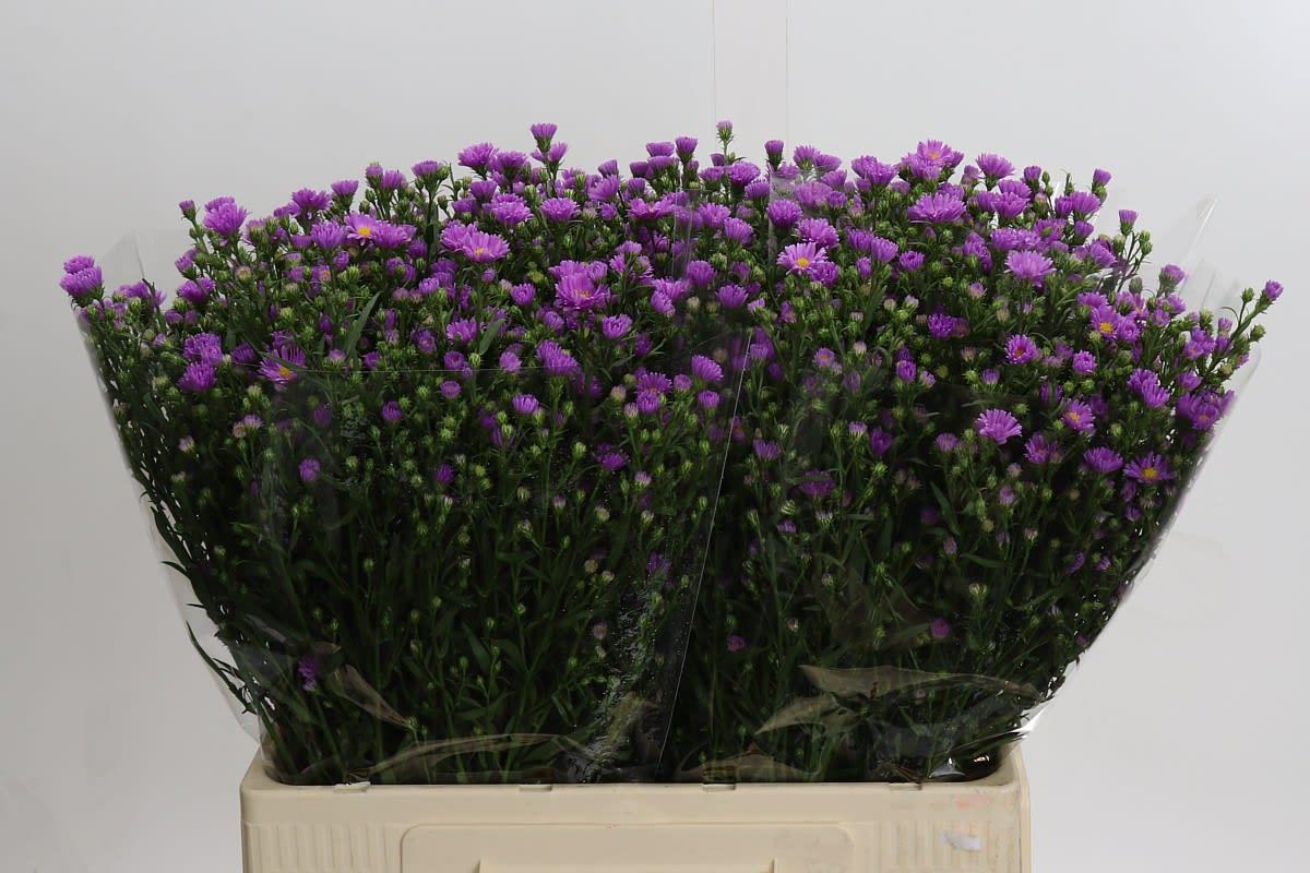 Срезанные цветы оптом Aster casarosa от 125шт из Голландии с доставкой по России Срезанные цветы оптом Aster casarosa от 125шт из Голландии с доставкой по России