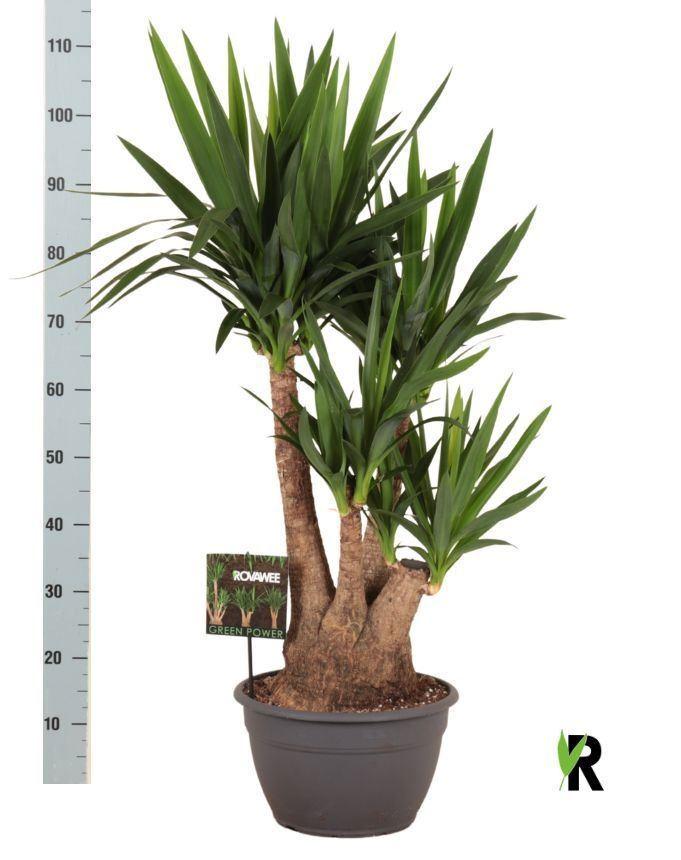 Горшечные цветы и растения оптом Yucca Elephantipes   ... от 1шт из Голландии с доставкой по России