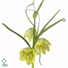 Срезанные цветы оптом Frittilaria verticillata от 20шт из Голландии с доставкой по России