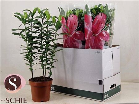 Горшечные цветы и растения оптом Lil Or Du Rl Zeta5pp от 5шт из Голландии с доставкой по России