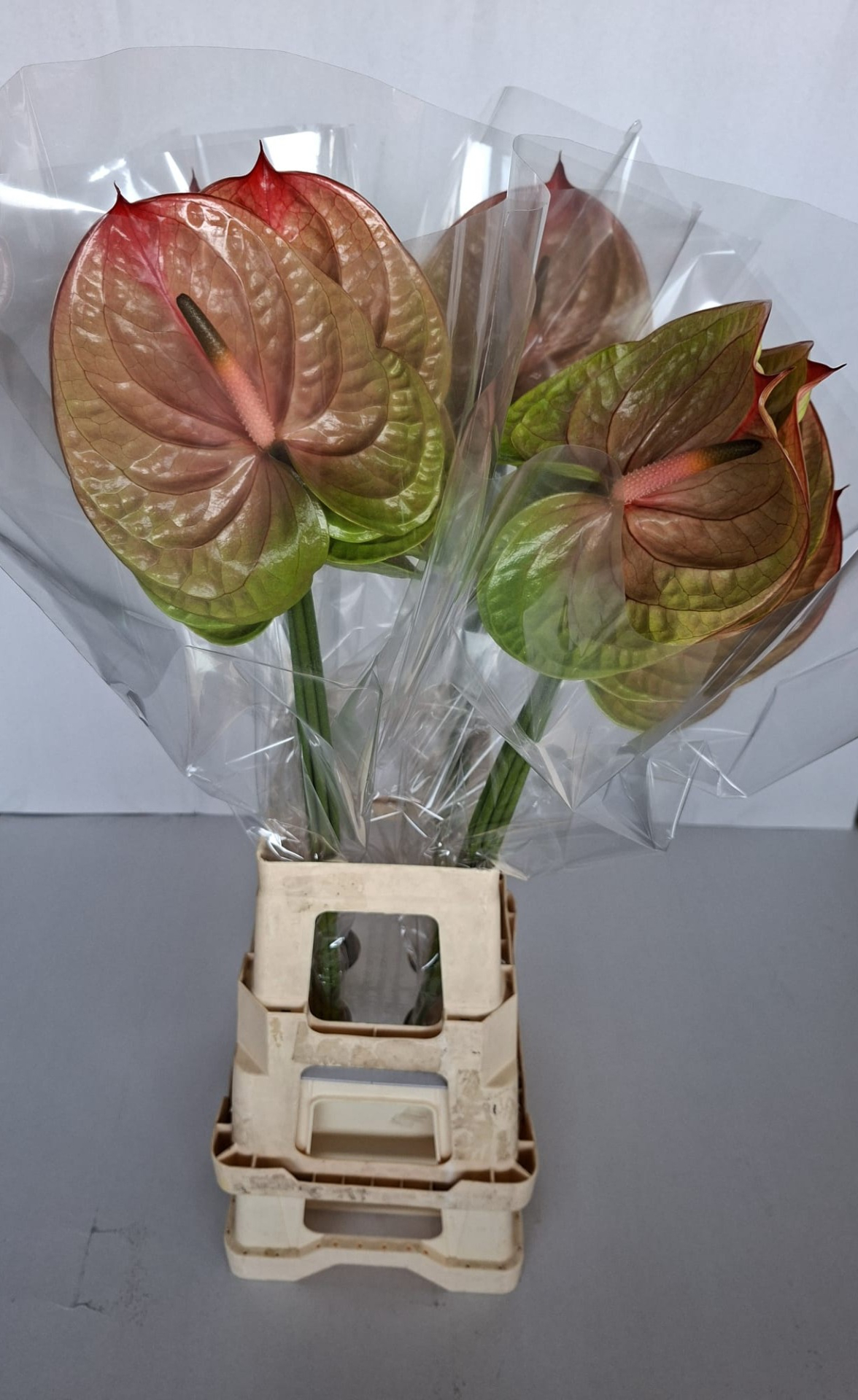 Срезанные цветы оптом Anthurium licosa 312 от 20шт из Голландии с доставкой по России