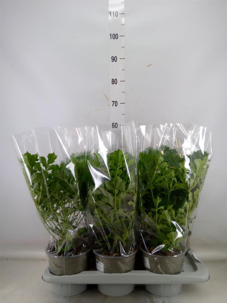 Горшечные цветы и растения оптом Cussonia от 6шт из Голландии с доставкой по России