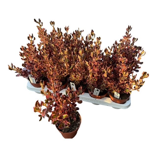 Горшечные цветы и растения оптом Coprosma Repens от 15шт из Голландии с доставкой по России