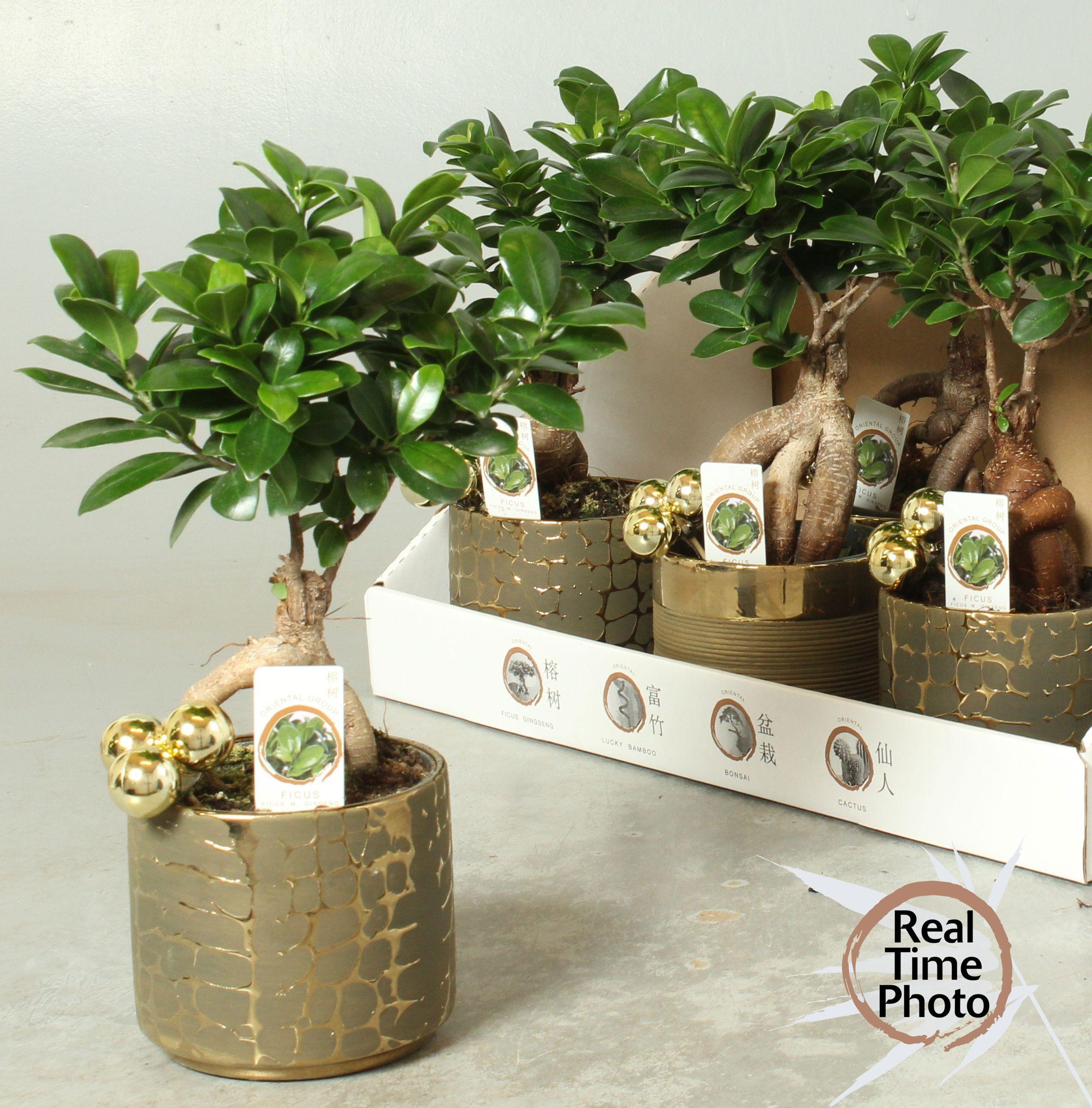 Горшечные цветы и растения оптом Ficus Ginseng Ceramic от 6шт из Голландии с доставкой по России