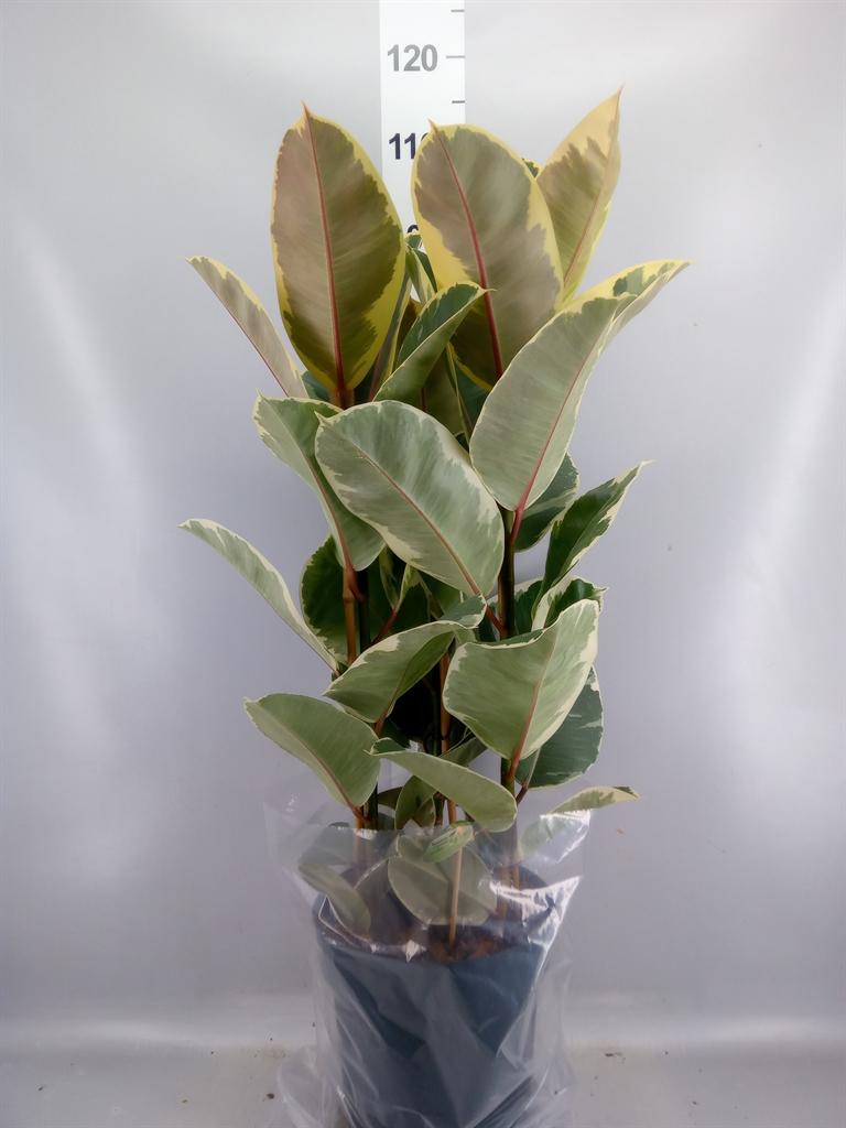 Горшечные цветы и растения оптом Ficus Elastica tineke от 1шт из Голландии с доставкой по России