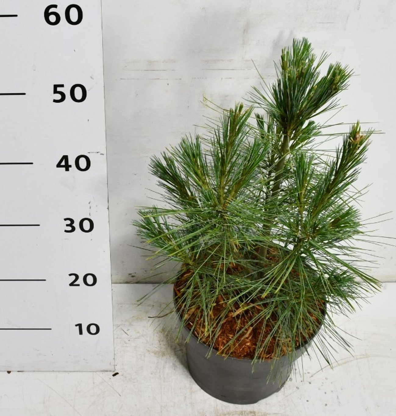 Горшечные цветы и растения оптом Pinus Strobus Fastigiata от 1шт из Голландии с доставкой по России