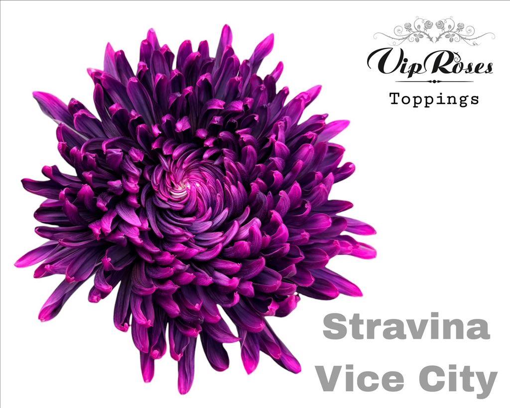 Срезанные цветы оптом Chrys bl paint stravina vice city от 20шт из Голландии с доставкой по России