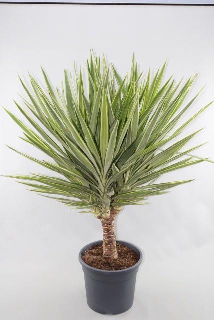 Горшечные цветы и растения оптом Yucca Jewel от 1шт из Голландии с доставкой по России