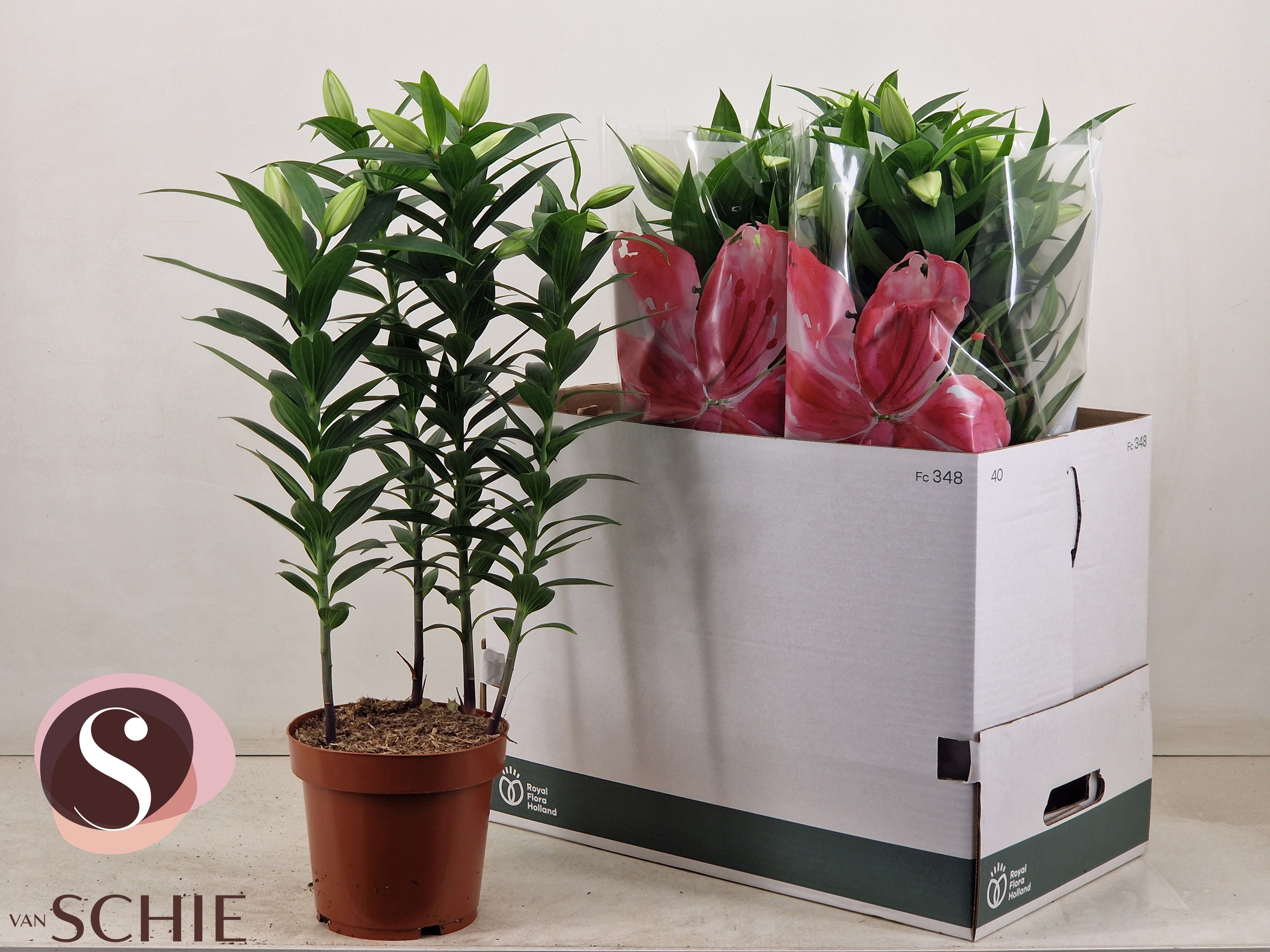 Горшечные цветы и растения оптом Lil Or Rosel Esra от 6шт из Голландии с доставкой по России