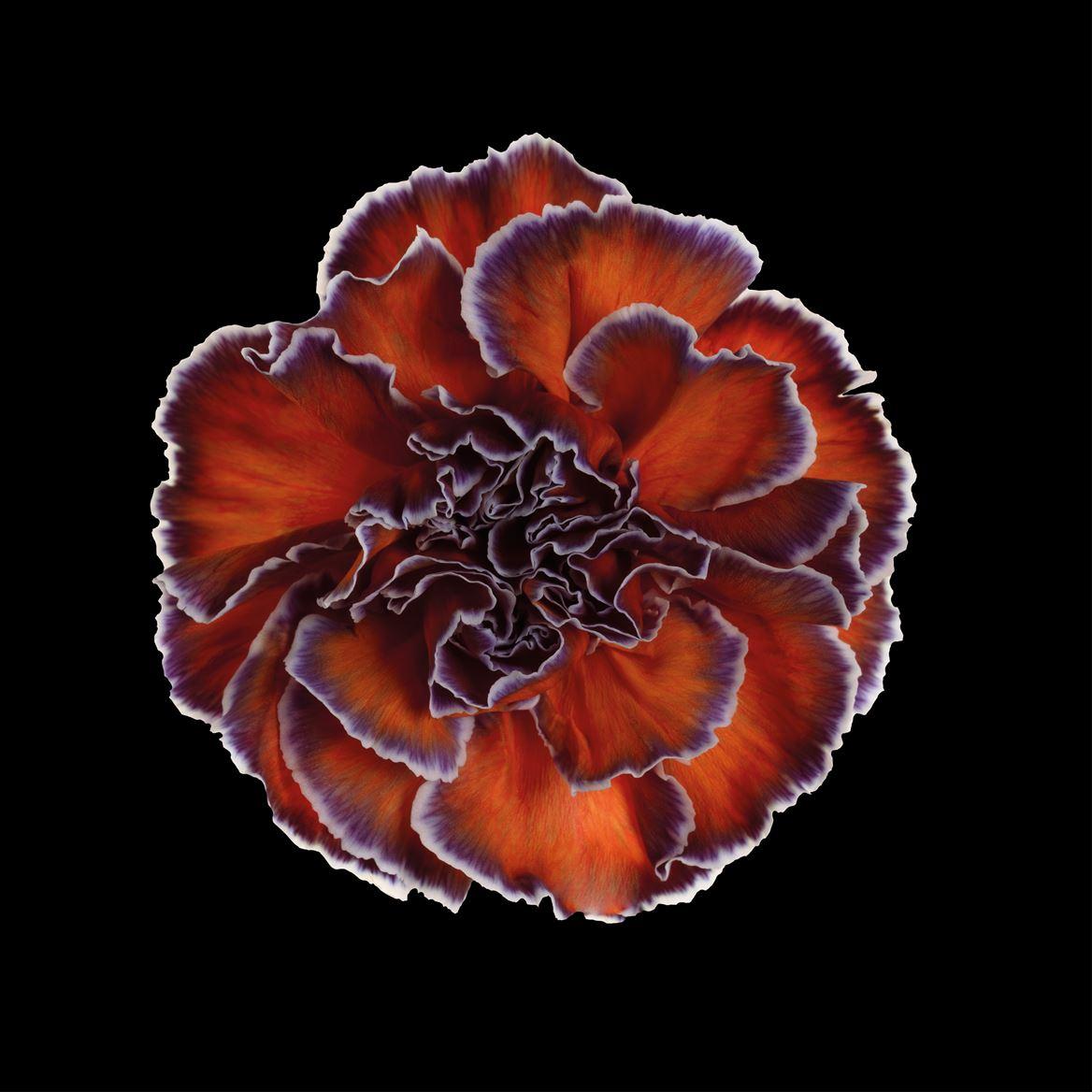 Срезанные цветы оптом Dianthus st paint bonaire от 80шт из Голландии с доставкой по России