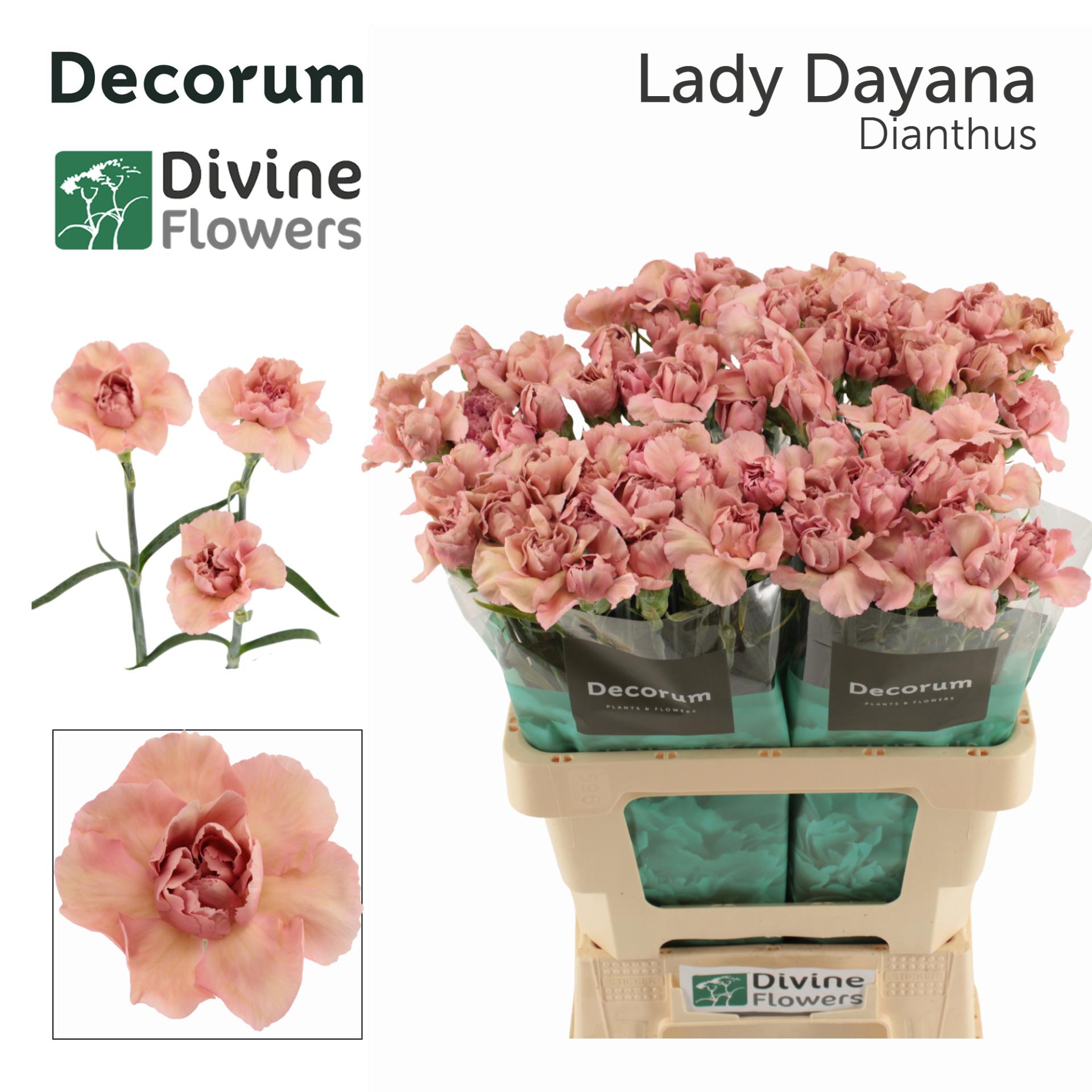 Срезанные цветы оптом Dianthus st lady dayana от 80шт из Голландии с доставкой по России