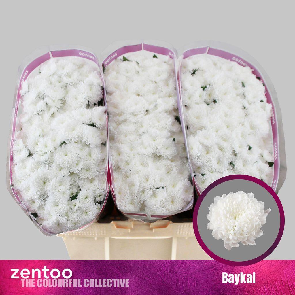 Срезанные цветы оптом Chrys sa baykal от 75шт из Голландии с доставкой по России